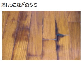 オシッコのシミ